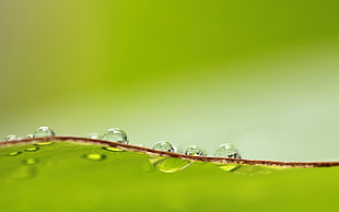 close up photo of water drop